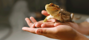 Reptile.png