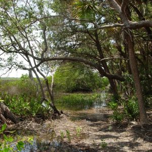 Myakka Islands Point
